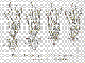 Посадка аквариумных растений. Часть II-1