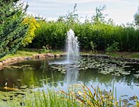 Проект пруда: как создать натуральный уголок в своем саду