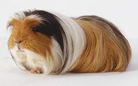 Содержание морских свинок