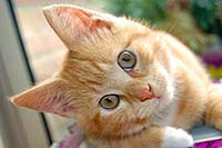 10 кошачьих Мяу