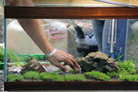 Як підготувати акваріум для запуску рибок