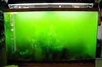 Почему зеленеет вода в аквариуме