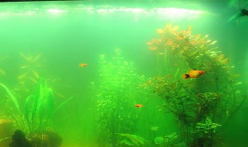 Проблемы с водорослями в аквариуме, их причины и решения проблем