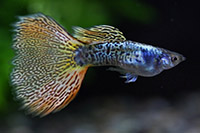 Живородні акваріумні рибки