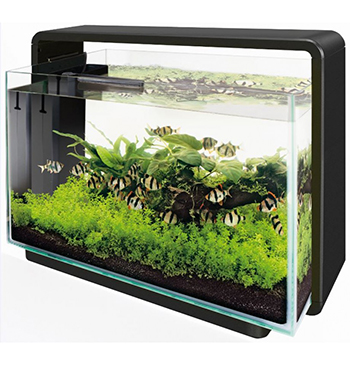 Аквариумистика как хобби