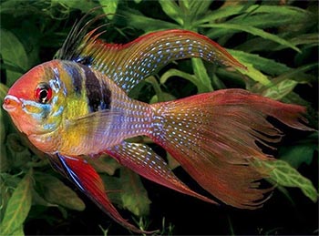 Апистограмма (Apistogramma)