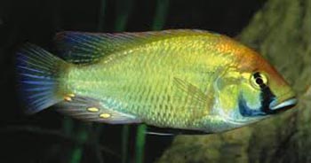 Астатотиляпия (Astatotilapia)