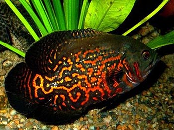 Астронотус (Astronotus)