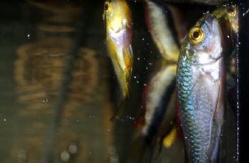 Асфиксия (кислородное голодание)