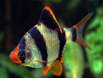 Барбус (Barbus)