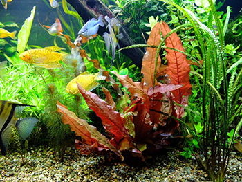 Барклайевые