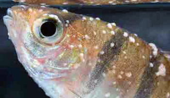 Болезни аквариумных рыб