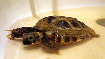 Купание сухопутной черепахи