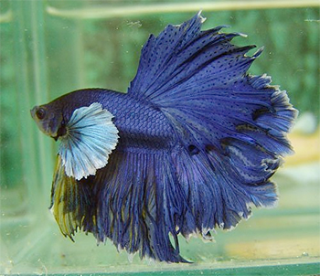 Петушок, или бойцовая рыбка