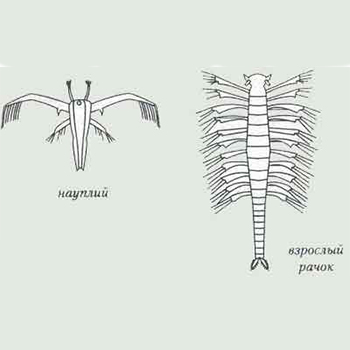 Артемія(Artemia salina)