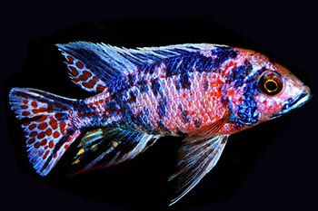 Аулонокара (Aulonocara)