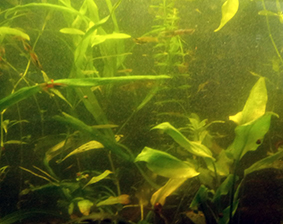 Как избавиться от мути в аквариуме?